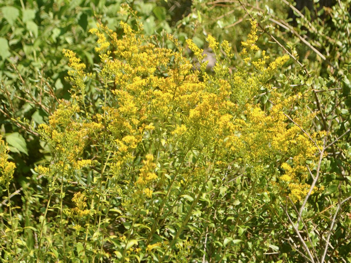 Goldenrod